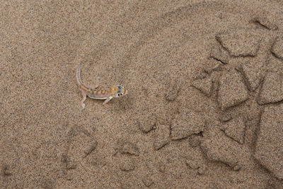 High angle view of namib web-footed gecko on sand at desert