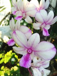 Close-up of pink flowers