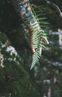 Close-up of plant