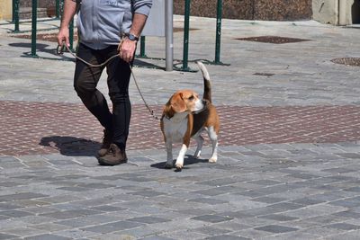 Low section of man with dog walking on floor