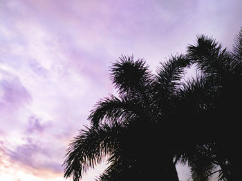 Low angle view of silhouette palm trees against sky