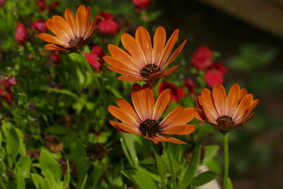 Close-up of orange flowering plants in park