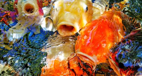 High angle view of fish swimming in sea