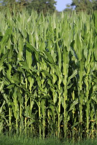 Close-up of crop growing in field