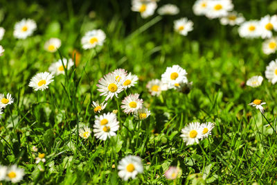Close-up of white daisy flowers on field