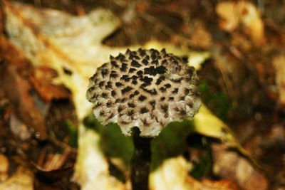 Close-up of plant