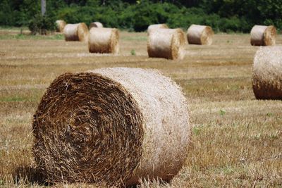 Hay bales on field