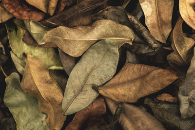 Full frame shot of dried leaves