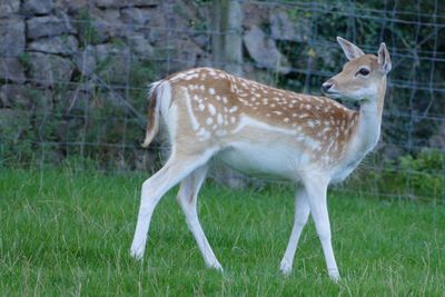 Deer in a grass