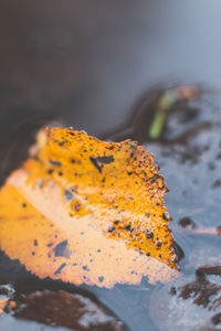 Close-up of leaf on water