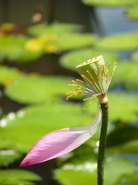 Close-up of purple water lily