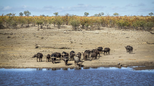 Flock of sheep