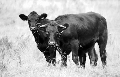 View of cows standing in a field