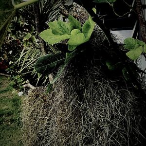 High angle view of plant growing on field