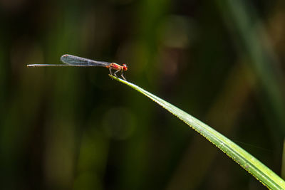 Close-up of insect on plant