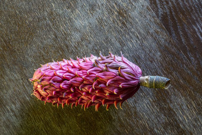 Close-up of pink flowers