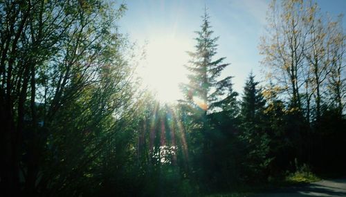 Sun shining through trees