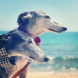 Close-up of a dog looking away