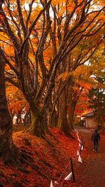 Rear view of people walking on road during autumn