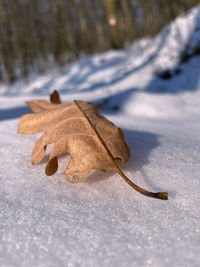 Close-up of dry leaves on snow covered land