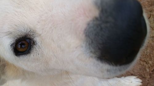 Close-up of a dog