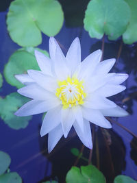 Close-up of white water lily