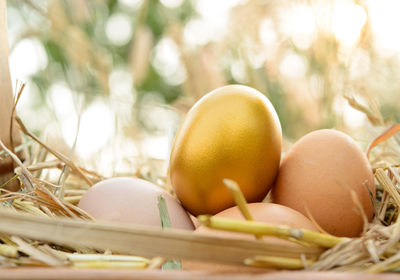 Close-up of eggs in basket