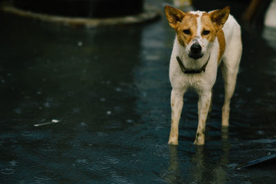 Dog running in water