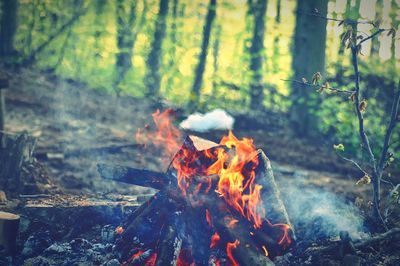 Close-up of fire in the forest