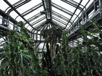 Low angle view of plants