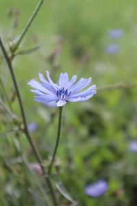 Close-up of purple flowering plant