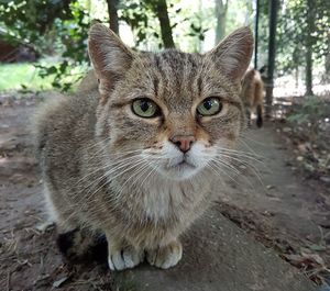 Portrait of tabby cat on land