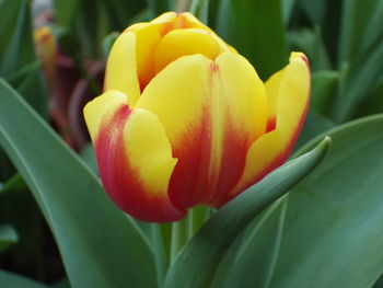 Close-up of yellow flowering plant