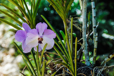 Close-up of flower growing on plant