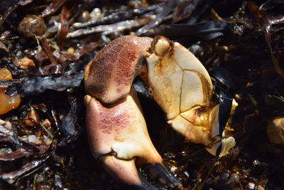 High angle view of crab on field