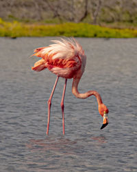 Flamingo in lake