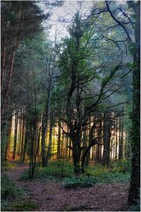 Trees in forest