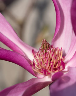 Close-up of pink flower