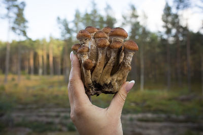 Close-up of hand holding mushroom