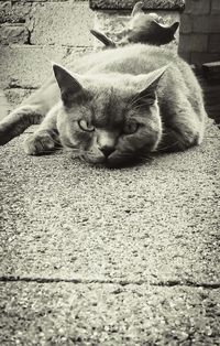 Close-up of cat