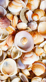 Full frame shot of shells