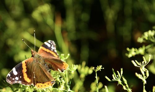 Close-up of butterfly pollinating on flower