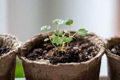 Close-up of potted plant