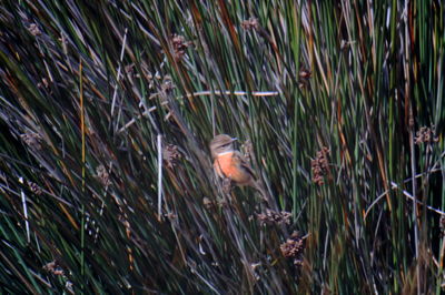 High angle view of bird perching on plants