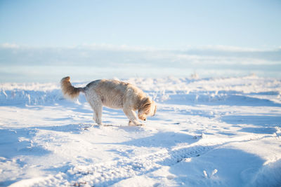 White dog on snow covered land