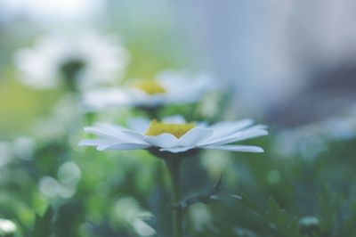 Close-up of white flowering plant