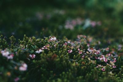 Close-up of purple flowering plants on field