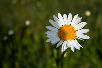 Close-up of white daisy