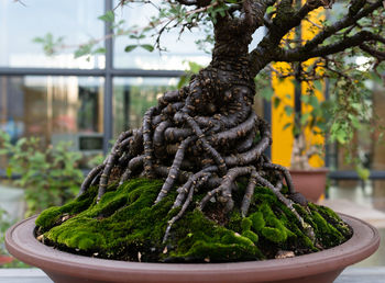 Close-up of potted plant