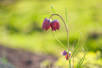 Close-up of purple flowering plant